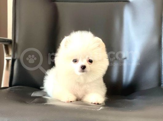 Safkan Pomeranian Boo Yavrular görsel