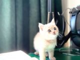 2 Aylik Eği̇ti̇mli̇ Shorthair