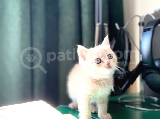 2 Aylik Eği̇ti̇mli̇ Shorthair görsel