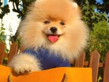Show Kali̇te Pomerani̇an Boo Yavrular