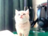 2 Aylik Eği̇ti̇mli̇ Shorthair
