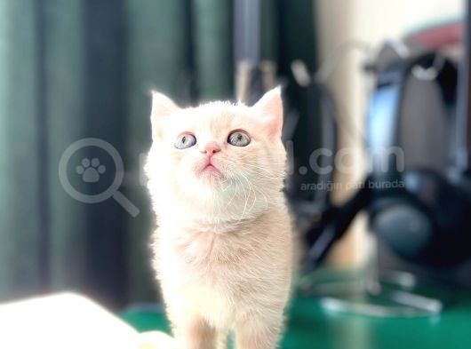 2 Aylik Eği̇ti̇mli̇ Shorthair