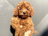 Red Poodle Mi̇ni̇ Boy Yavrumuz