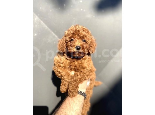 Red Poodle Mi̇ni̇ Boy Yavrumuz