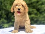 Uygun Apri̇cot Poodle Bebekler