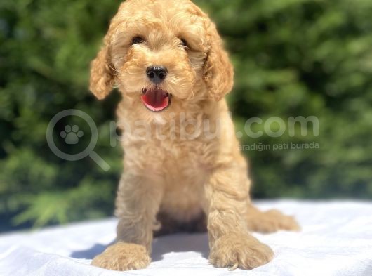 Uygun Apri̇cot Poodle Bebekler görsel