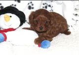Red Brown Cavapoo Bebekler
