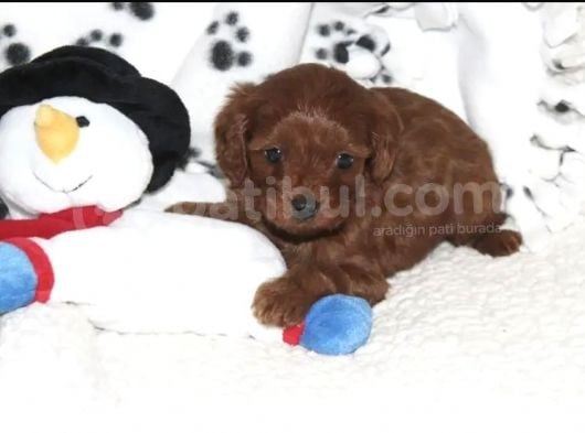 Red Brown Cavapoo Bebekler
