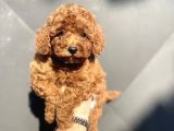 Red Poodle Mi̇ni̇ Boy Yavrumuz