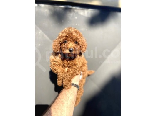 Red Poodle Mi̇ni̇ Boy Yavrumuz görsel
