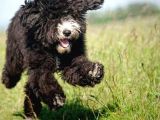 Bernedoodle Dev Boy Di̇zayn Irk Bebekler