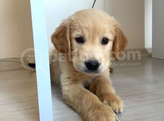 Orjinal Golden Yavru görsel