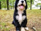 bernedoodle Nadir Bebekler