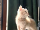 2 Aylik Eği̇ti̇mli̇ Shorthair