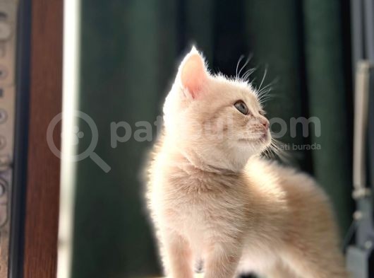 2 Aylik Eği̇ti̇mli̇ Shorthair görsel