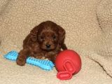 Red Brown Cavapoo Bebekler