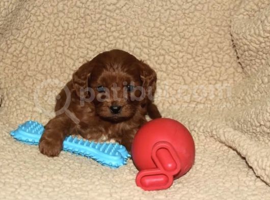 Red Brown Cavapoo Bebekler görsel