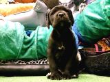 Cane Corso Yavrulari Mama Ve Malzeme Kampanyali