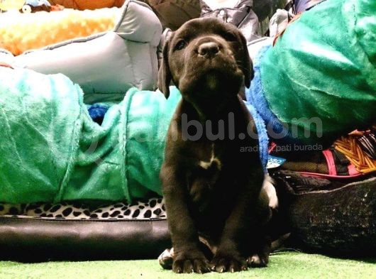 Cane Corso Yavrulari Mama Ve Malzeme Kampanyali görsel