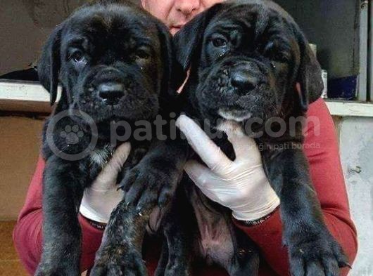 Cane Corso Yavrulari Mama Ve Malzeme Kampanyali görsel