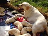 Labrador Yavrulari Mama Ve Malzeme Kampanyali