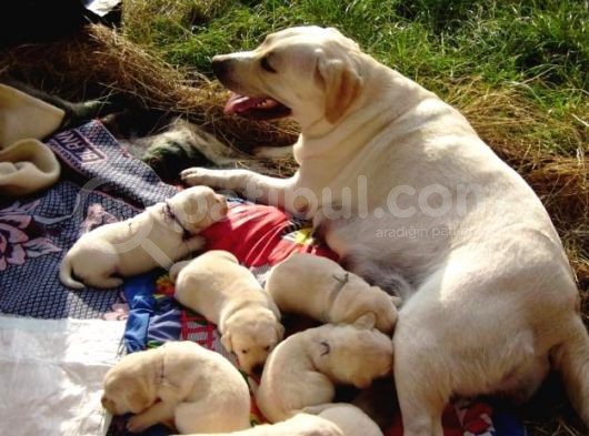 Labrador Yavrulari Mama Ve Malzeme Kampanyali görsel