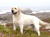 Labrador Yavrulari Mama Ve Malzeme Kampanyali