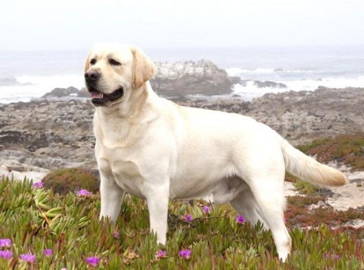 Labrador Yavrulari Mama Ve Malzeme Kampanyali görsel