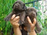 Labrador Yavrulari Mama Ve Malzeme Kampanyali