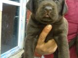 Labrador Yavrulari Mama Ve Malzeme Kampanyali