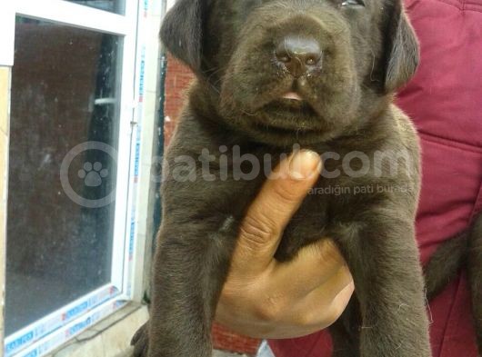 Labrador Yavrulari Mama Ve Malzeme Kampanyali görsel