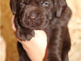 Labrador Yavrulari Mama Ve Malzeme Kampanyali