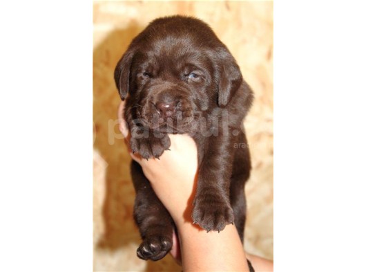 Labrador Yavrulari Mama Ve Malzeme Kampanyali görsel