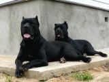 Cane Corso Yavrulari Mama Ve Malzeme Kampanyali