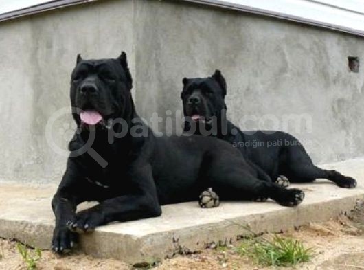 Cane Corso Yavrulari Mama Ve Malzeme Kampanyali görsel