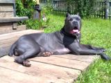 Cane Corso Yavrulari Mama Ve Malzeme Kampanyali