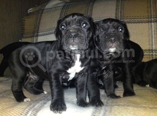 Cane Corso Yavrulari Mama Ve Malzeme Kampanyali görsel