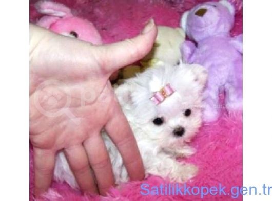 KOREAN Maltese Terri̇er Yavrulari Mama Ve Malzeme Kampanyali