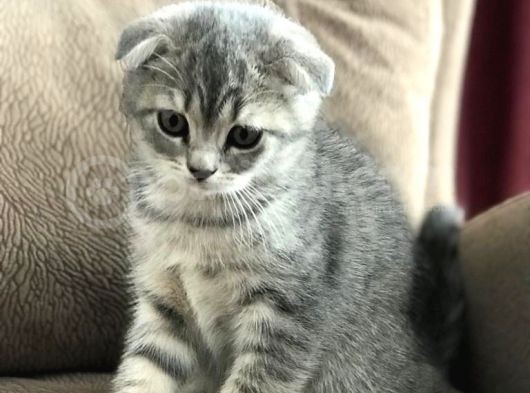 Görüşülür görsel