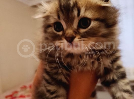 Saf Kan Scottish Fold Long Hair Orijinal Yavrular görsel