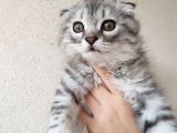Saf Kan Scottish Fold Long Hair Orijinal Yavrular