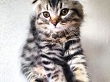 Saf Kan Scottish Fold Long Hair Orijinal Yavrular