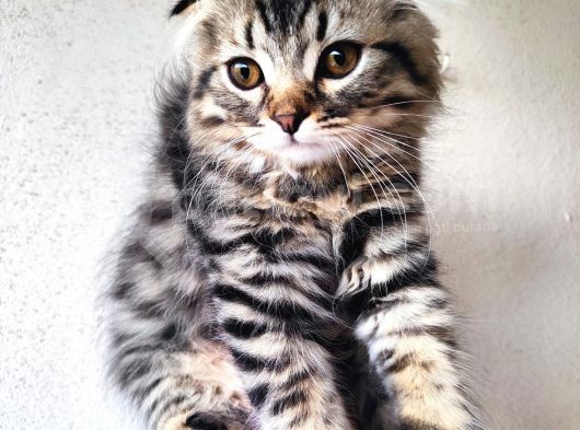 Saf Kan Scottish Fold Long Hair Orijinal Yavrular görsel