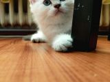 Pamuk Gibi Saf Kan Irk