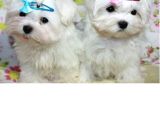 Korean Maltese Terri̇er Yavrulari Mama Ve Malzeme Kampanyali