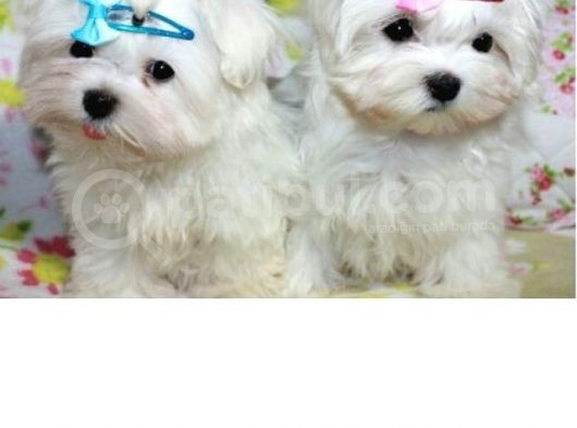 Korean Maltese Terri̇er Yavrulari Mama Ve Malzeme Kampanyali görsel