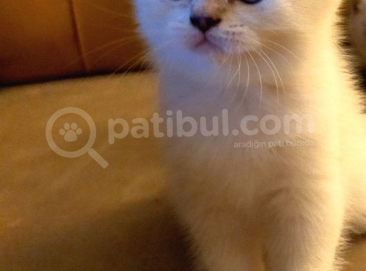 Pamuk Gibi Saf Kan Irk görsel