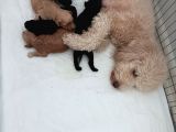 Anne Altından Poodle