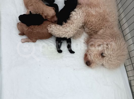 Anne Altından Poodle görsel