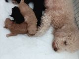 Anne Altından Poodle